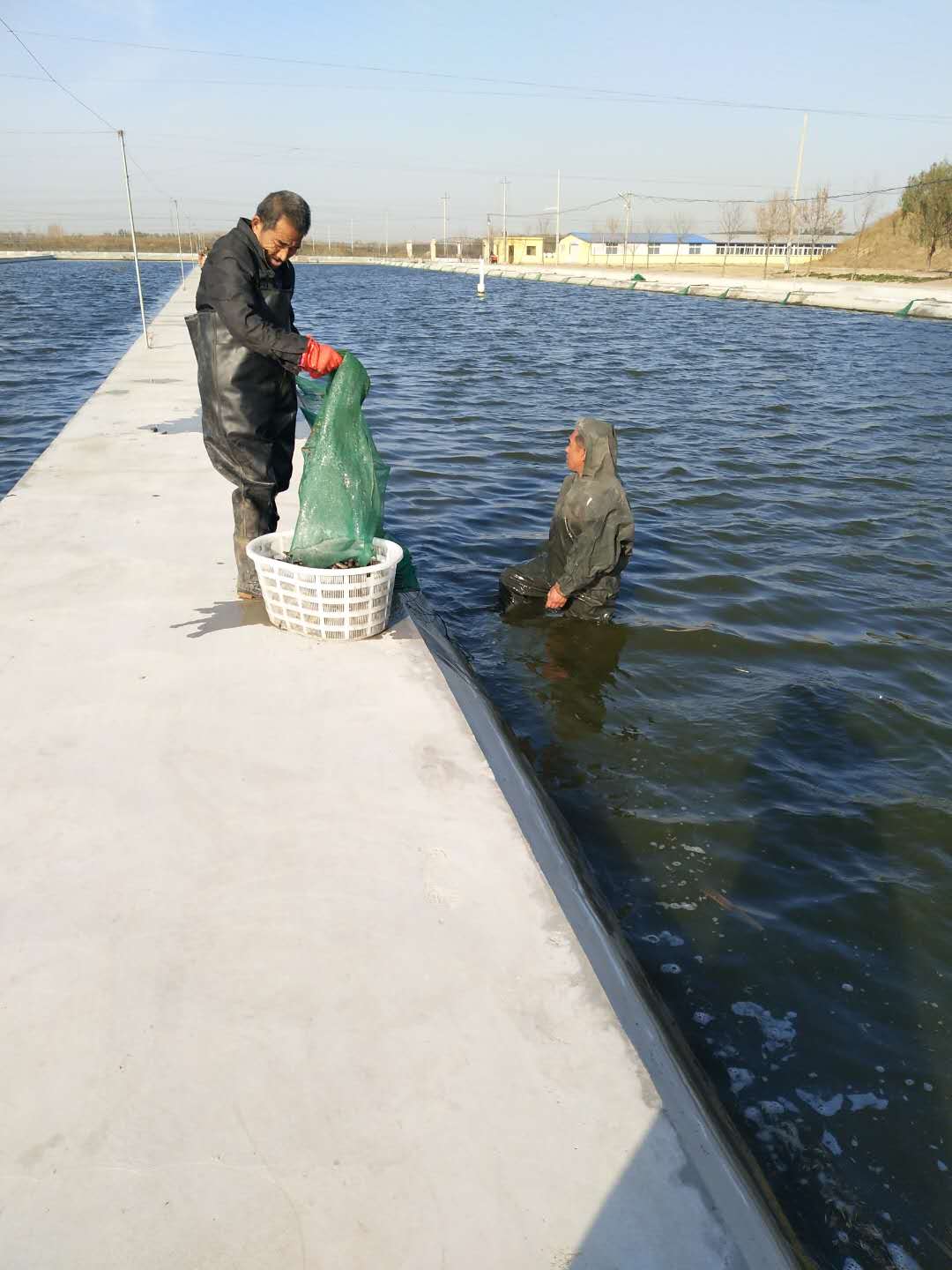 清洋湖泥鳅喜获丰收